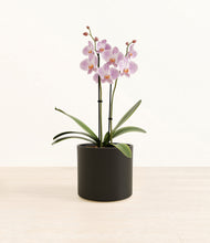 Load image into Gallery viewer, -