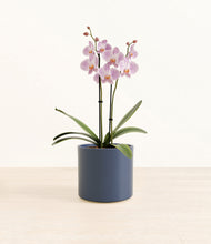 Load image into Gallery viewer, -