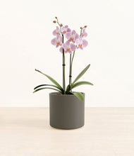 Load image into Gallery viewer, -