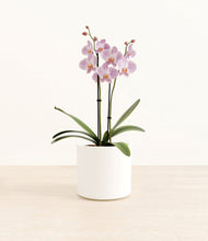 Load image into Gallery viewer, -