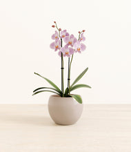 Load image into Gallery viewer, -