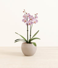 Load image into Gallery viewer, -