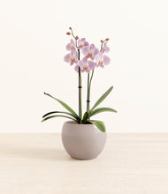 Load image into Gallery viewer, -