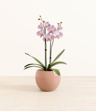 Load image into Gallery viewer, -