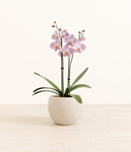 Load image into Gallery viewer, -