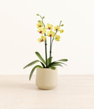 Load image into Gallery viewer, Almond Green*****Profile