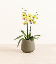 Load image into Gallery viewer, Olive*****Profile