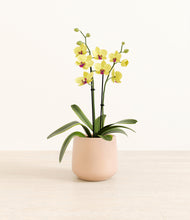 Load image into Gallery viewer, Gentle Pink*****Profile