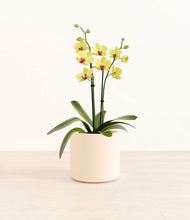 Load image into Gallery viewer, Cream*****Profile