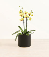 Load image into Gallery viewer, Black*****Profile