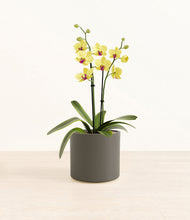 Load image into Gallery viewer, Dark Olive*****Profile