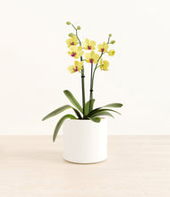 Load image into Gallery viewer, White*****Profile