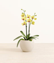 Load image into Gallery viewer, Shiny EggWhite*****Profile