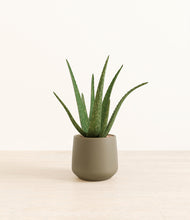 Load image into Gallery viewer, Olive*****Profile