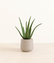 Load image into Gallery viewer, Eternal Gray*****Profile