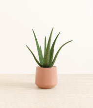 Load image into Gallery viewer, Calm Rose*****Profile