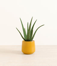 Load image into Gallery viewer, Mustard*****Profile