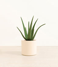 Load image into Gallery viewer, Cream*****Profile