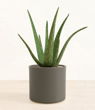 Load image into Gallery viewer, Dark Olive*****Succulent