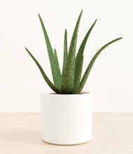 Load image into Gallery viewer, White*****Succulent