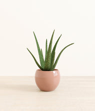 Load image into Gallery viewer, Calm Rose*****Profile