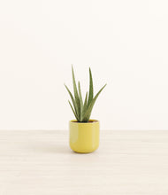 Load image into Gallery viewer, Key Lime Yellow*****Profile