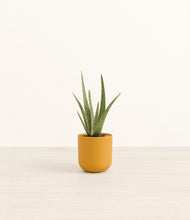 Load image into Gallery viewer, Sunset Orange*****Profile