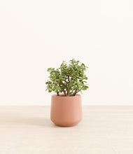 Load image into Gallery viewer, Calm Rose*****Profile