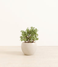 Load image into Gallery viewer, Shiny EggWhite*****Profile