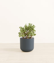 Load image into Gallery viewer, Iron Gray*****Profile
