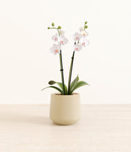 Load image into Gallery viewer, Almond Green*****Profile