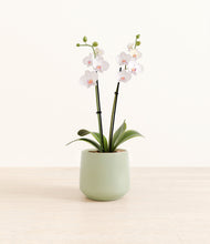 Load image into Gallery viewer, Turquoise*****Profile