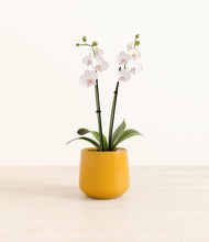 Load image into Gallery viewer, Mustard*****Profile