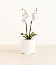 Load image into Gallery viewer, Striped White Orchid