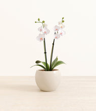 Load image into Gallery viewer, Shiny EggWhite*****Profile