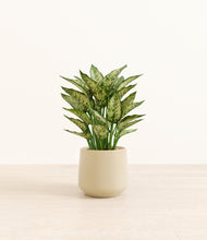 Load image into Gallery viewer, Almond Green*****Profile