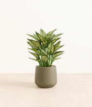 Load image into Gallery viewer, Olive*****Profile