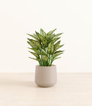 Load image into Gallery viewer, Eternal Gray*****Profile