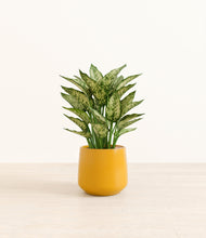 Load image into Gallery viewer, Mustard*****Profile