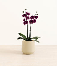 Load image into Gallery viewer, Almond Green*****Profile
