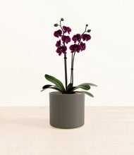 Load image into Gallery viewer, Dark Olive*****Profile