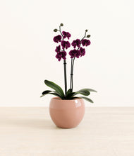 Load image into Gallery viewer, Calm Rose*****Profile