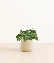 Load image into Gallery viewer, Almond Green*****Profile