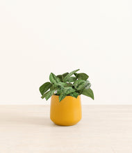 Load image into Gallery viewer, Mustard*****Profile