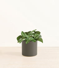 Load image into Gallery viewer, Dark Olive*****Profile
