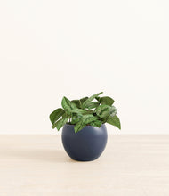 Load image into Gallery viewer, Deep Navy*****Profile