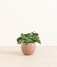Load image into Gallery viewer, Calm Rose*****Profile