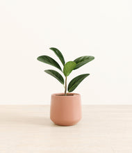 Load image into Gallery viewer, Calm Rose*****Profile