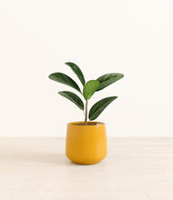 Load image into Gallery viewer, Mustard*****Profile