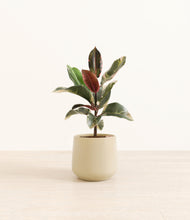 Load image into Gallery viewer, Almond Green*****Profile